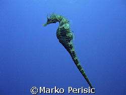Seahorse mid-water. Calvi Corsica by Marko Perisic 